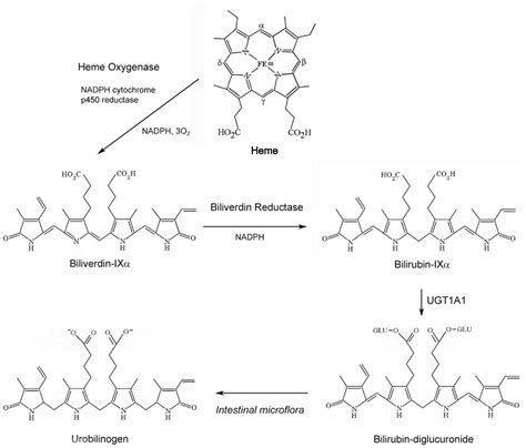 Frontiers | Bile Pigments in Pulmonary and Vascular Disease | Pharmacology