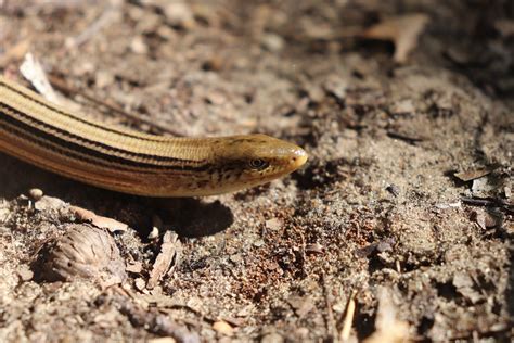 The Secretive Legless Lizard - Shirley Heinze Land Trust