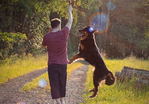 How to Teach Your Dog to Fetch in 2 Steps | Alpha Instincts Dog Training