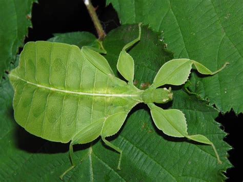 Earth song | Phasme, Feuilles de plantes, Insectes