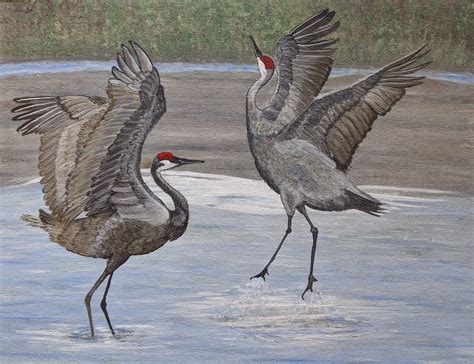 Sandhill Cranes Mating Dance - Etsy