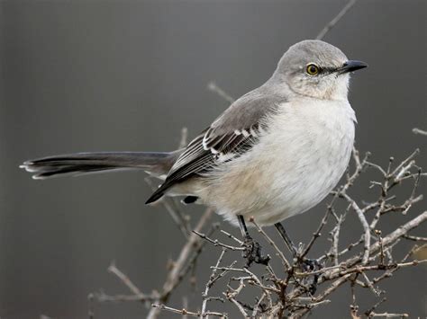 Northern Mockingbird | Celebrate Urban Birds