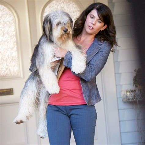 Lorelai Gilmore's Cute Dog Paul Anka Is Returning for 'Gilmore Girls' Revival! | Gilmore girls ...