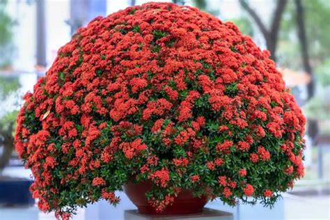 Helpful Tips for Growing Ixora (Jungle Flame) - Garden Lovers Club