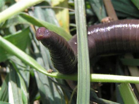 Giant Earthworms