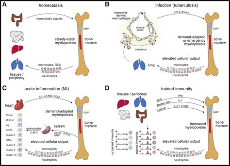 Emerging Principles in Myelopoiesis at Homeostasis and during Infection ...