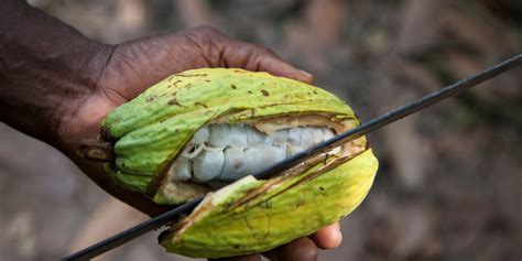 COCOA FROM GHANA - GHANAIAN CHOCOLATES - Dwell