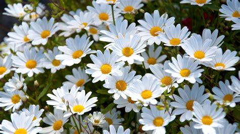 Daisy Wallpapers - Wallpaper Cave