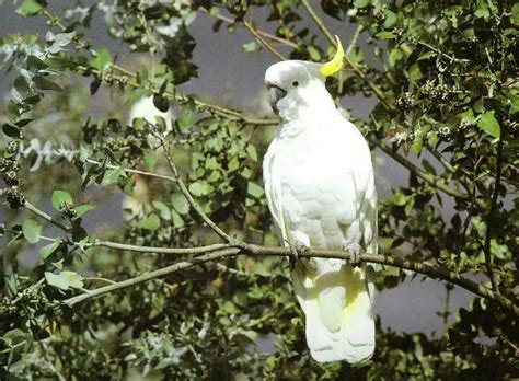 Sulphur Crested Cockatoo Facts | Anatomy, Diet, Habitat, Behavior - Animals Time