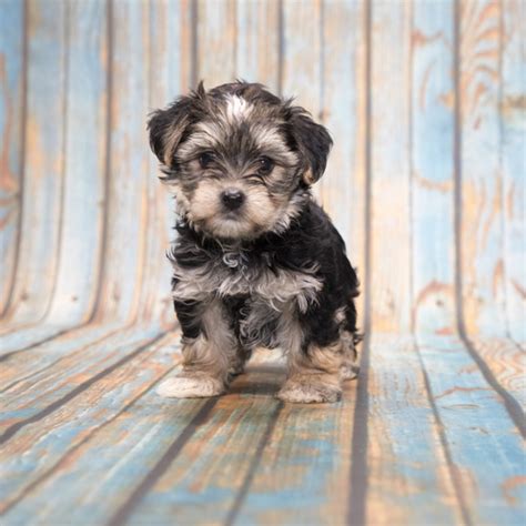 Havoxie puppies for sale