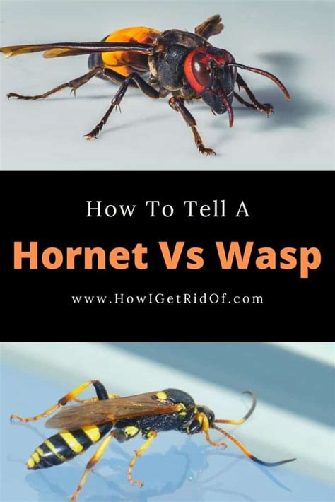 How To Tell A Hornet Vs Wasp - How I Get Rid Of