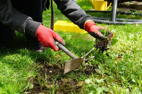 The Best Ways to Pull Weeds | Landscaping Tips & Lawn Cutting Services