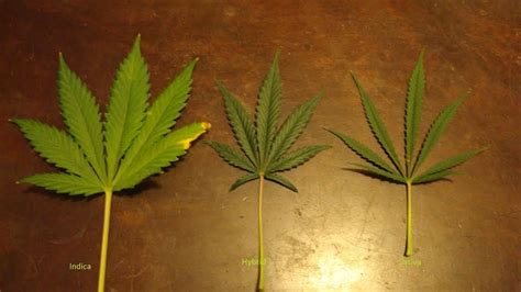 The Difference Between These Three Types of Marijuana - ATTN: