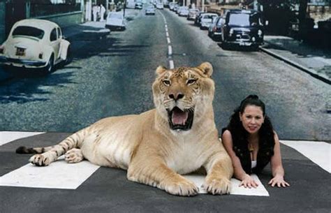 Biggest of Big Cats - Hercules The Liger - XciteFun.net