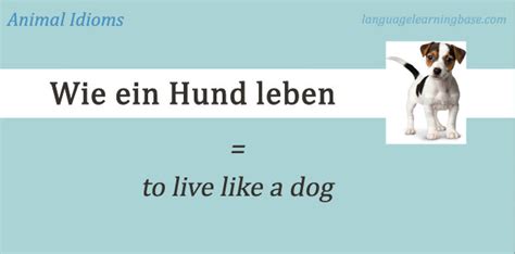 20 Amazing Animal Idioms in German - learn German,idioms,german,animals