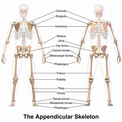 Appendicular Skeleton Worksheet Answers Unique the Appendicular Skeleton Of Human Body Line ...