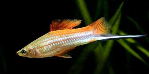 Swordtail Fish: Complete Guide to Care, Breeding, Tank Size and Disease - The Aquarium Guide