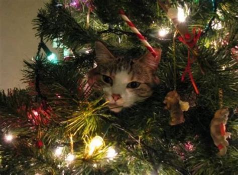 Ten Pictures of Very Naughty Cats Climbing Christmas Trees