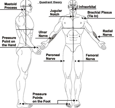 Knockout Pressure Points Chart