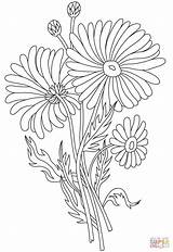 Daisy Coloring Page  Free Printable Coloring Pages sketch template
