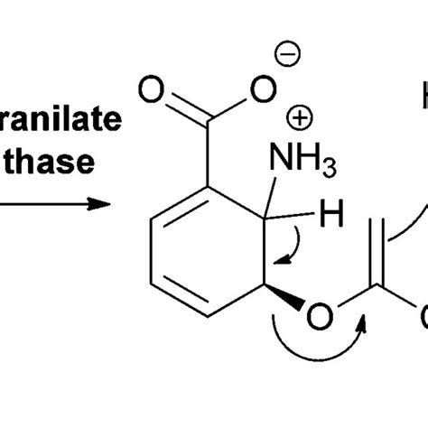 The routing of chorismate to five amino and hydroxybenzoates in ...