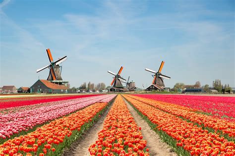 Netherlands Tulip Fields Guide: 4 Best Tulip Fields in Holland - SSW.