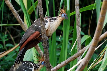 Hoatzin - A+