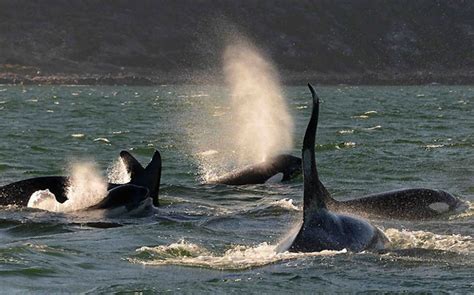 'Largest ever' pod of orcas visits Cape coast