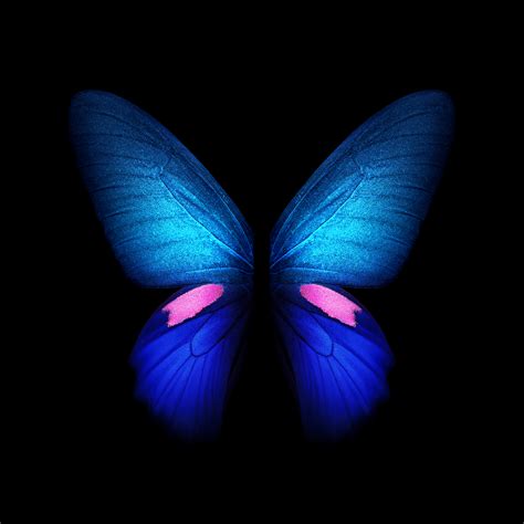 🔥 [110+] Butterfly Pictures Wallpapers | WallpaperSafari