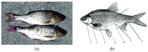 (a) appearance of caught common roach; (b) diagram of meristic features ...