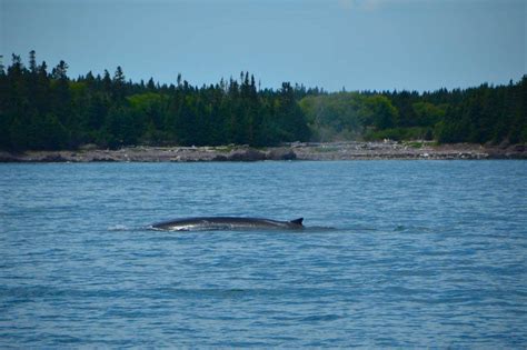 Whale Watching St Andrews - The Ultimate Guide - The Boutique Adventurer