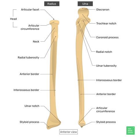 Radius Bone Diagram