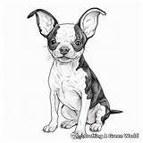 Boston Terrier Coloring Pages  Free & Printable sketch template