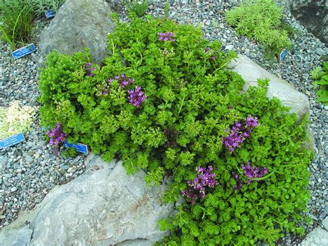 Sedum John Creech | Plants, Ground cover plants, Sedum ground cover