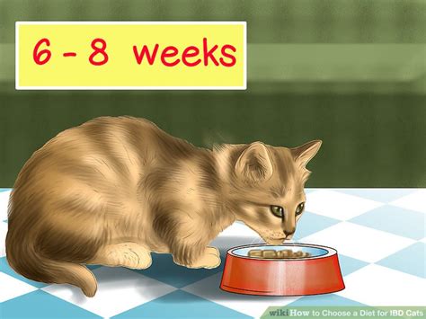 How to Choose a Diet for IBD Cats: 11 Steps (with Pictures)