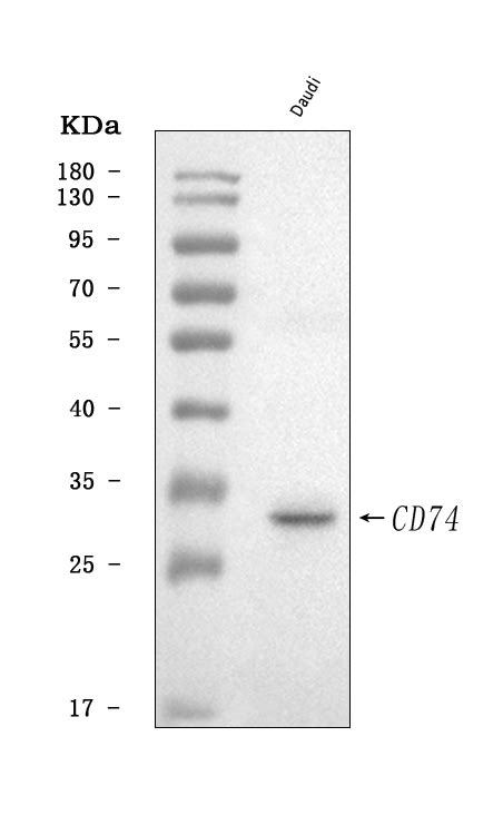 CD74 Antibody