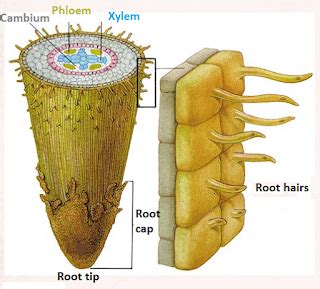 # 61 Root hairs and water uptake by plants | Biology Notes for IGCSE 2014 & 2022