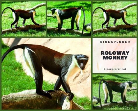 Roloway Monkey Characteristics | Cercopithecus Roloway Facts