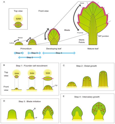 Plants | Free Full-Text | The Leaf Adaxial-Abaxial Boundary and Lamina ...