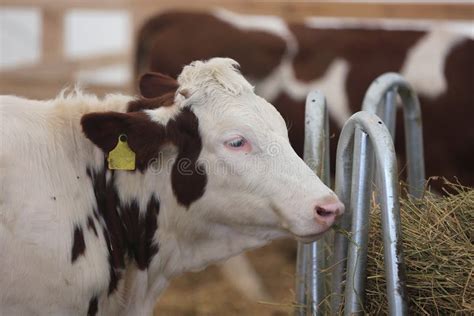 Holstein Friesian cattle stock photo. Image of farm, farming - 53088990