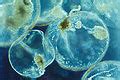 Dinoflagellate - Wikipedia
