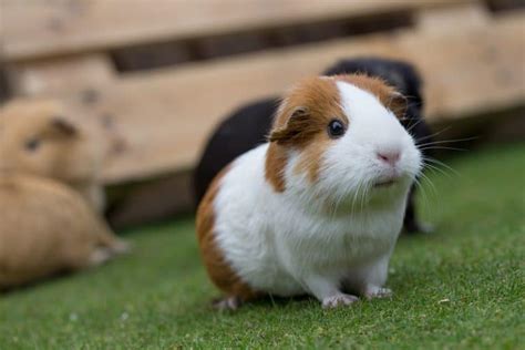 Guinea Pig Breeds - Complete Guide 2023 - Northern Nester