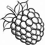 blackberry coloring pages Free Printable 54080634 Vector  sketch template