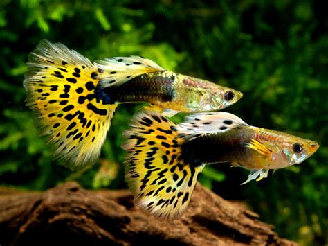 Guppy (Poecilia reticulata) Farbmix Männchen - Terra - Tropic Zoo