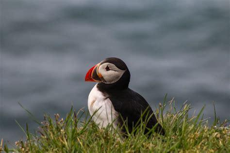 Puffins in Iceland | Iceland Travel Information