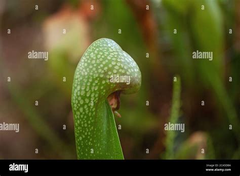 Cobra plant hi-res stock photography and images - Alamy