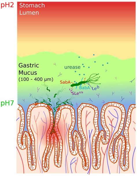 A schematic illustration of the gastric mucosa depicting the... | Download Scientific Diagram