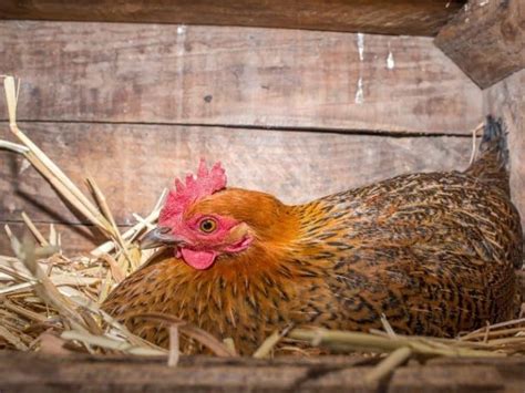 Top 8 Egg Laying Chicken Breeds