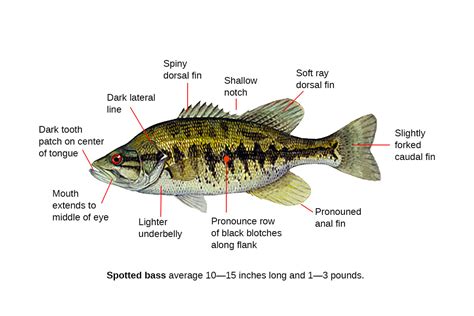 Spotted Bass Fishing Guide | How to Catch a Spotted Bass