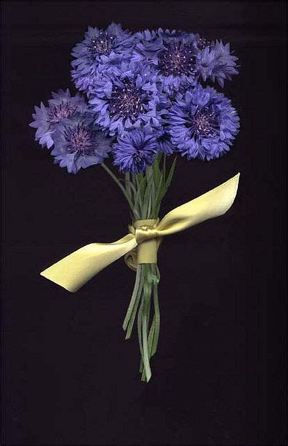 Cornflower Bouquet | Bridal bouquet blue, Cornflower wedding, August ...